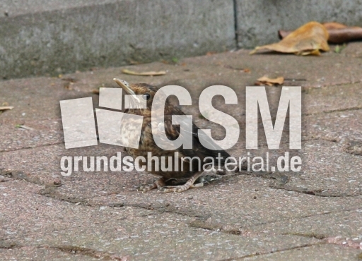 junge-Amsel-2010 001.jpg